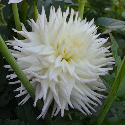 Dahlia GG's Sandra Lea