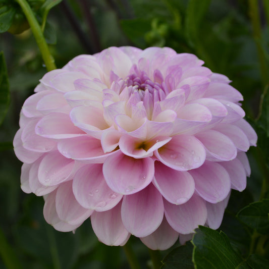 Dahlia Snoho Sonia