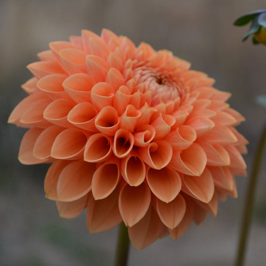 Dahlia Sylvia (Maarn)