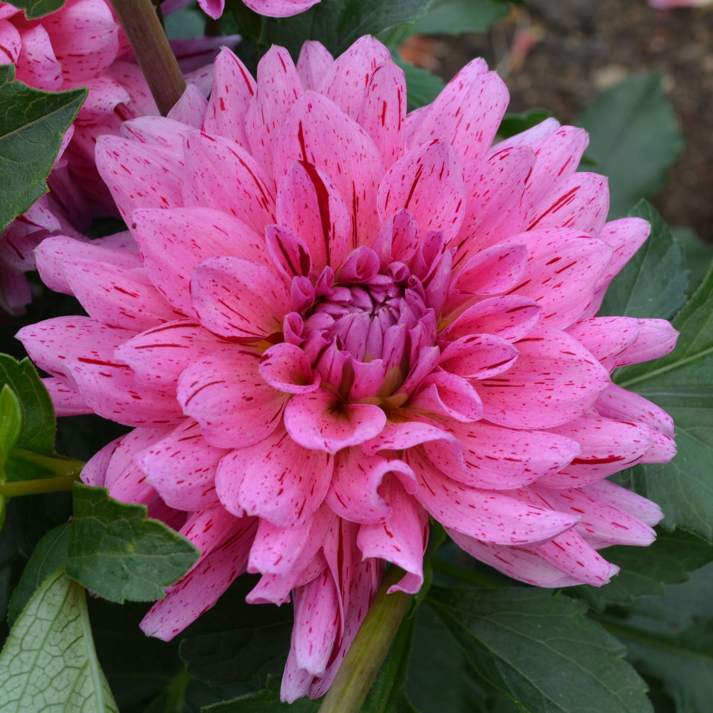 Dahlia Cha Ching