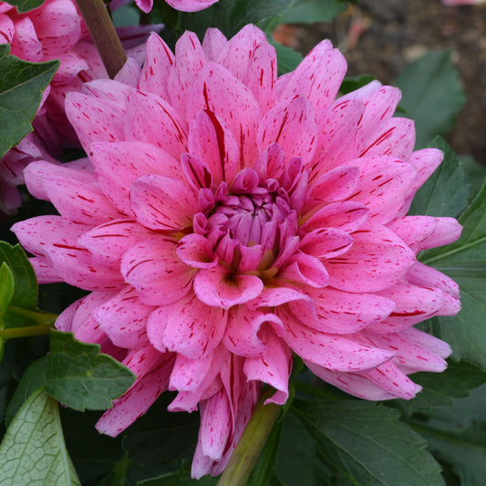 Dahlia Cha Ching