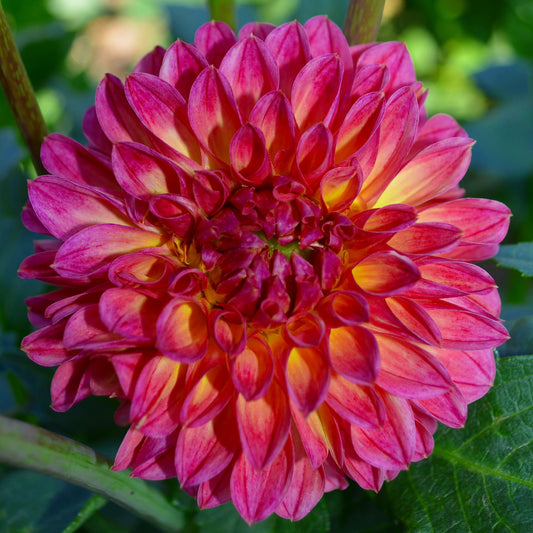 Dahlia Chimacum Nadjae