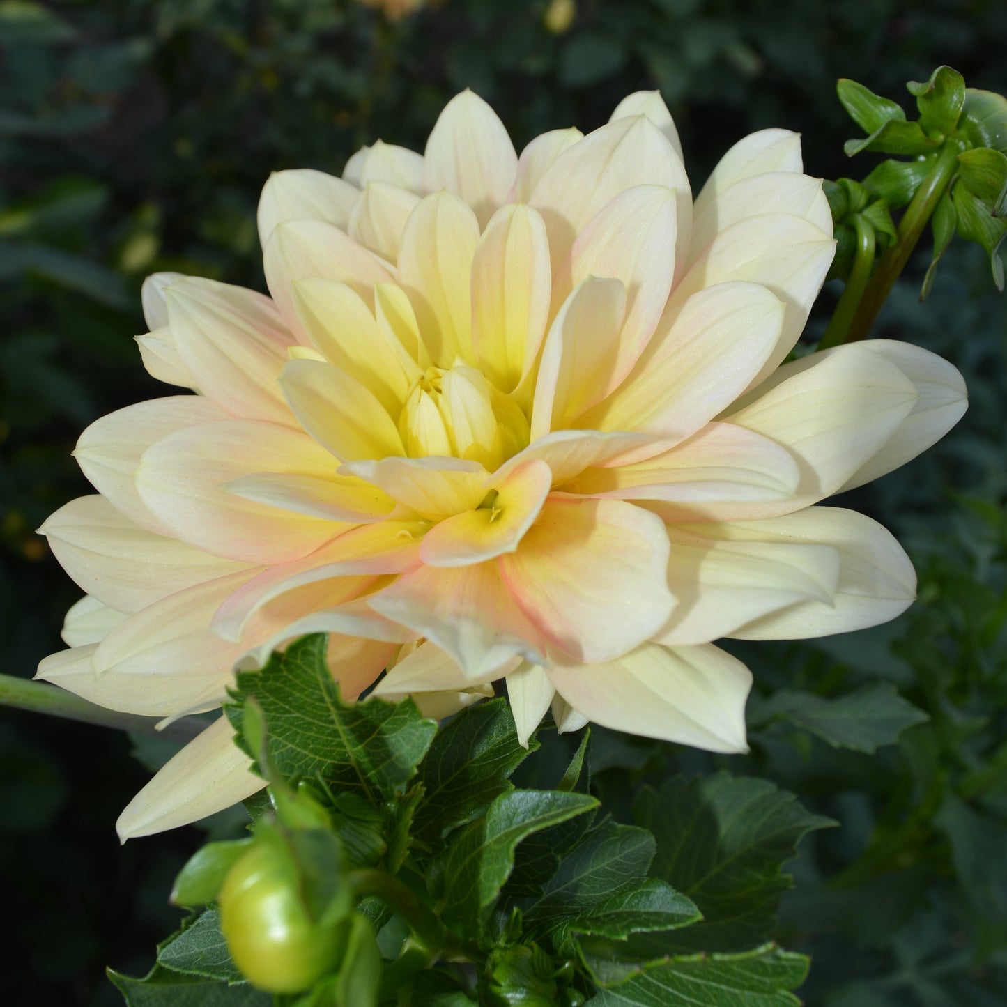 Dahlia Day Dreamer