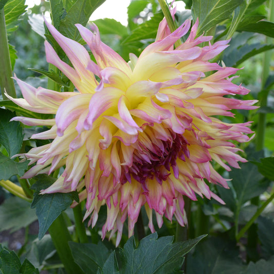 Dahlia Granny Norman