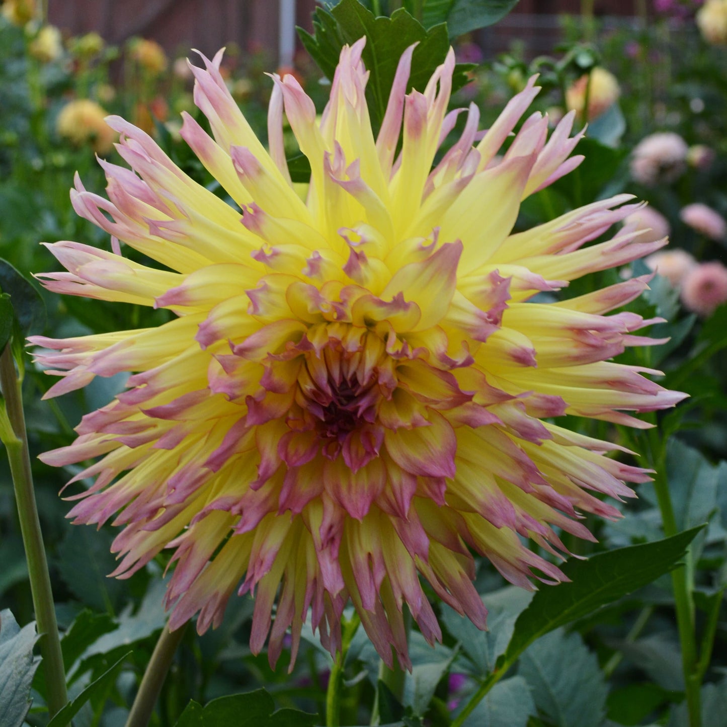 Dahlia Granny Norman