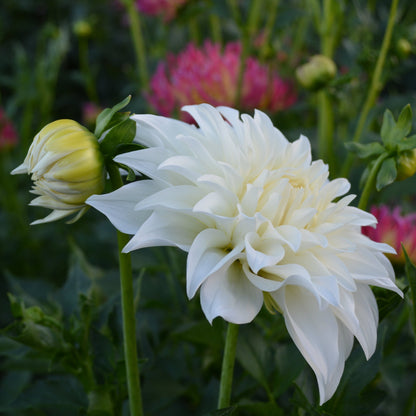 Dahlia Lady Liberty