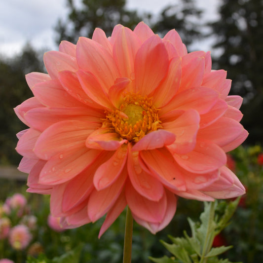 Dahlia Maks Betty Lynn