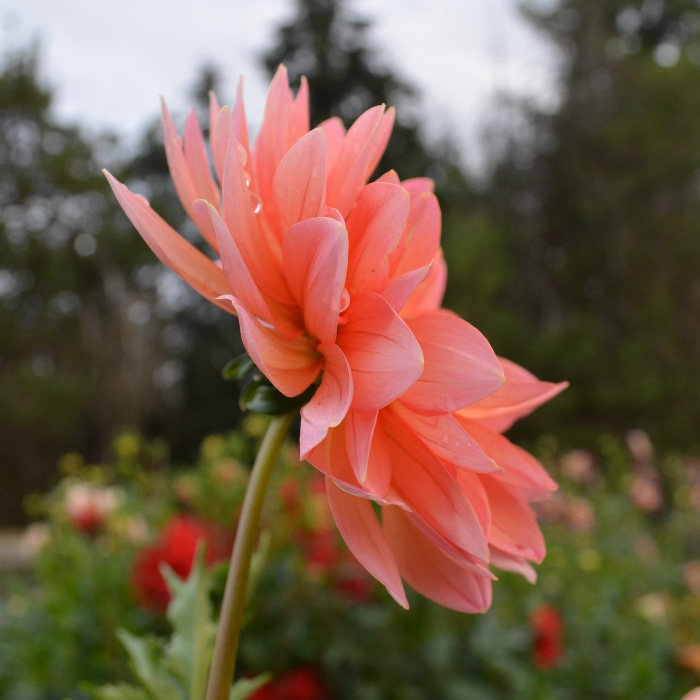 Dahlia Maks Betty Lynn