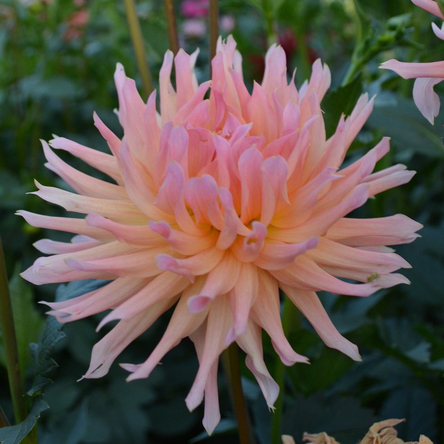 Dahlia Mingus Selena