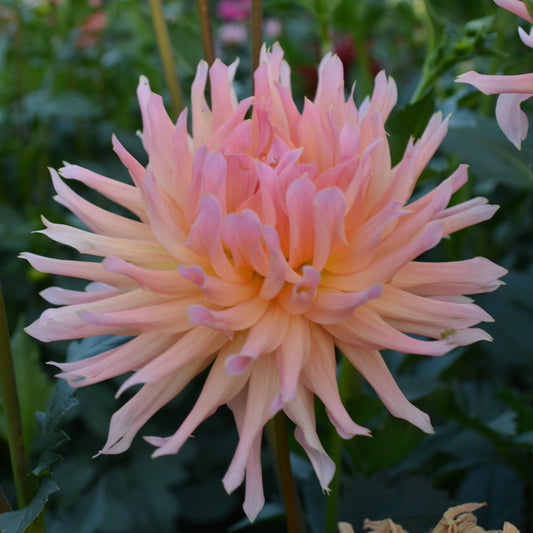 Dahlia Mingus Selena