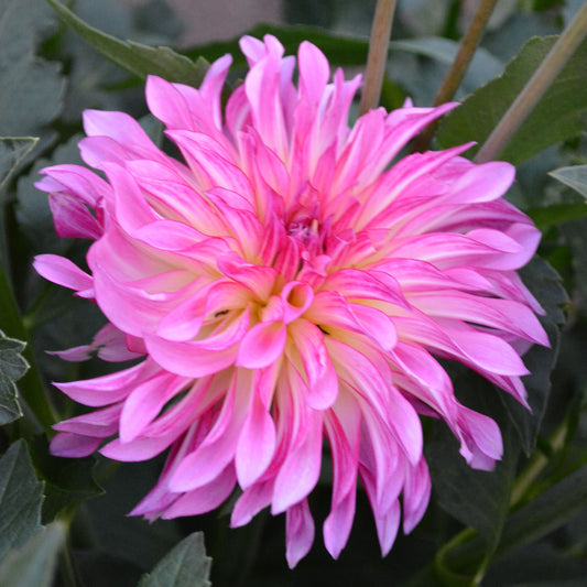 Dahlia River's Watermelon