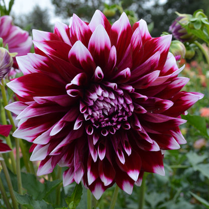 Dahlia AC Inara