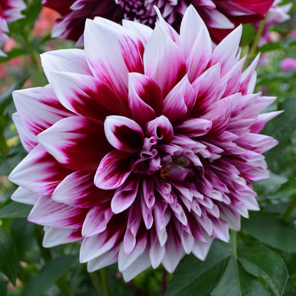 Dahlia AC Inara
