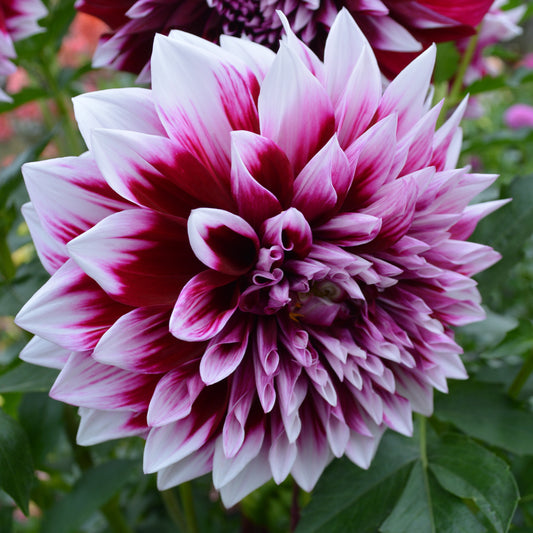 Dahlia AC Inara
