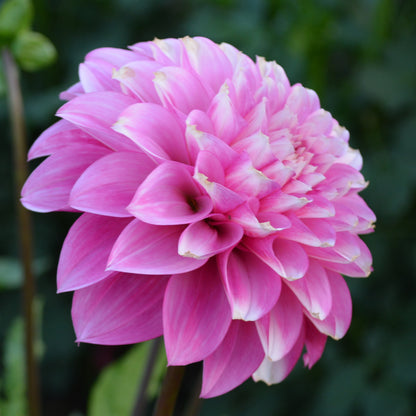 Dahlia Amelia Bedelia