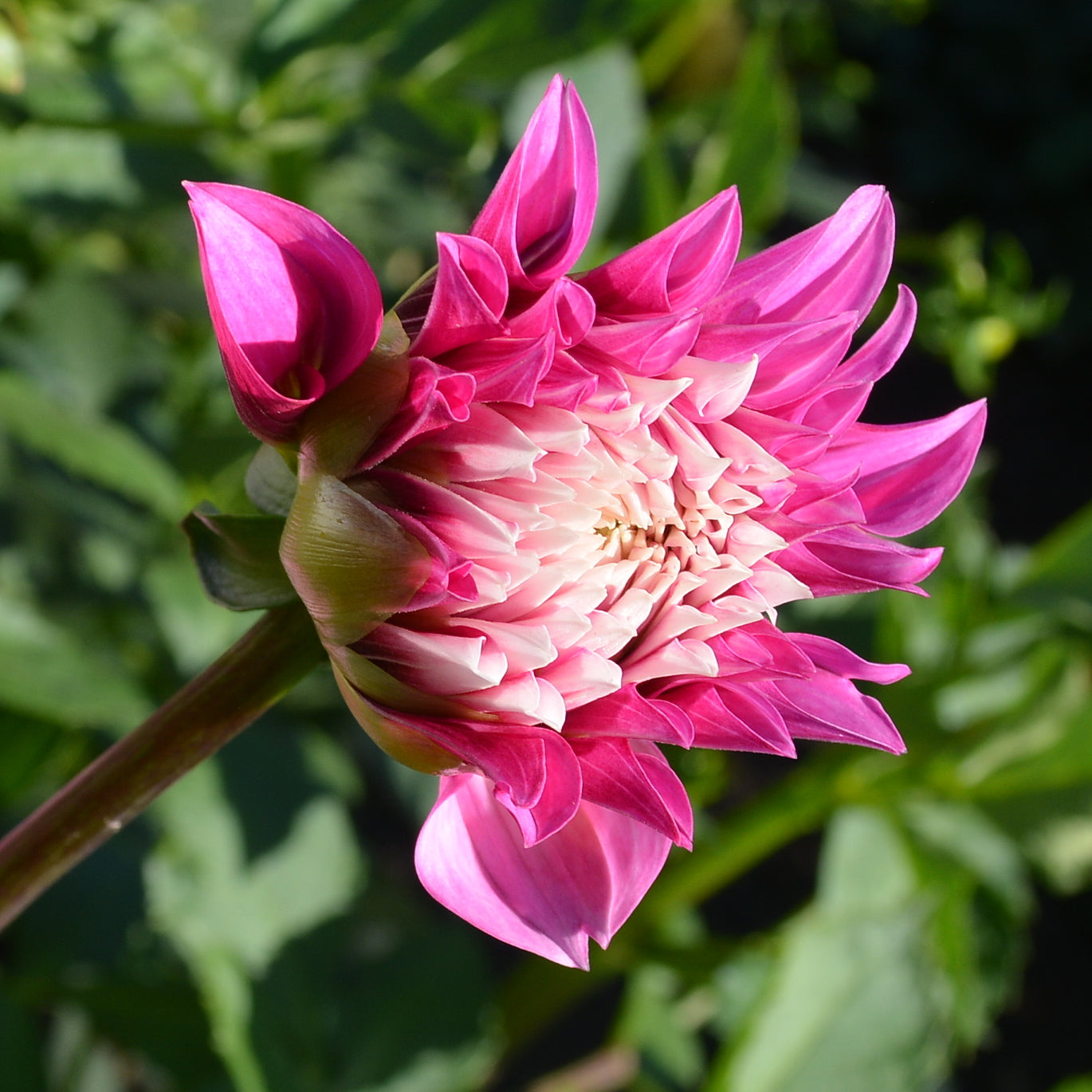 Dahlia Amelia Bedelia