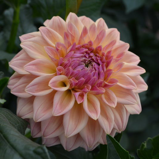 Dahlia Bloomquist Alan