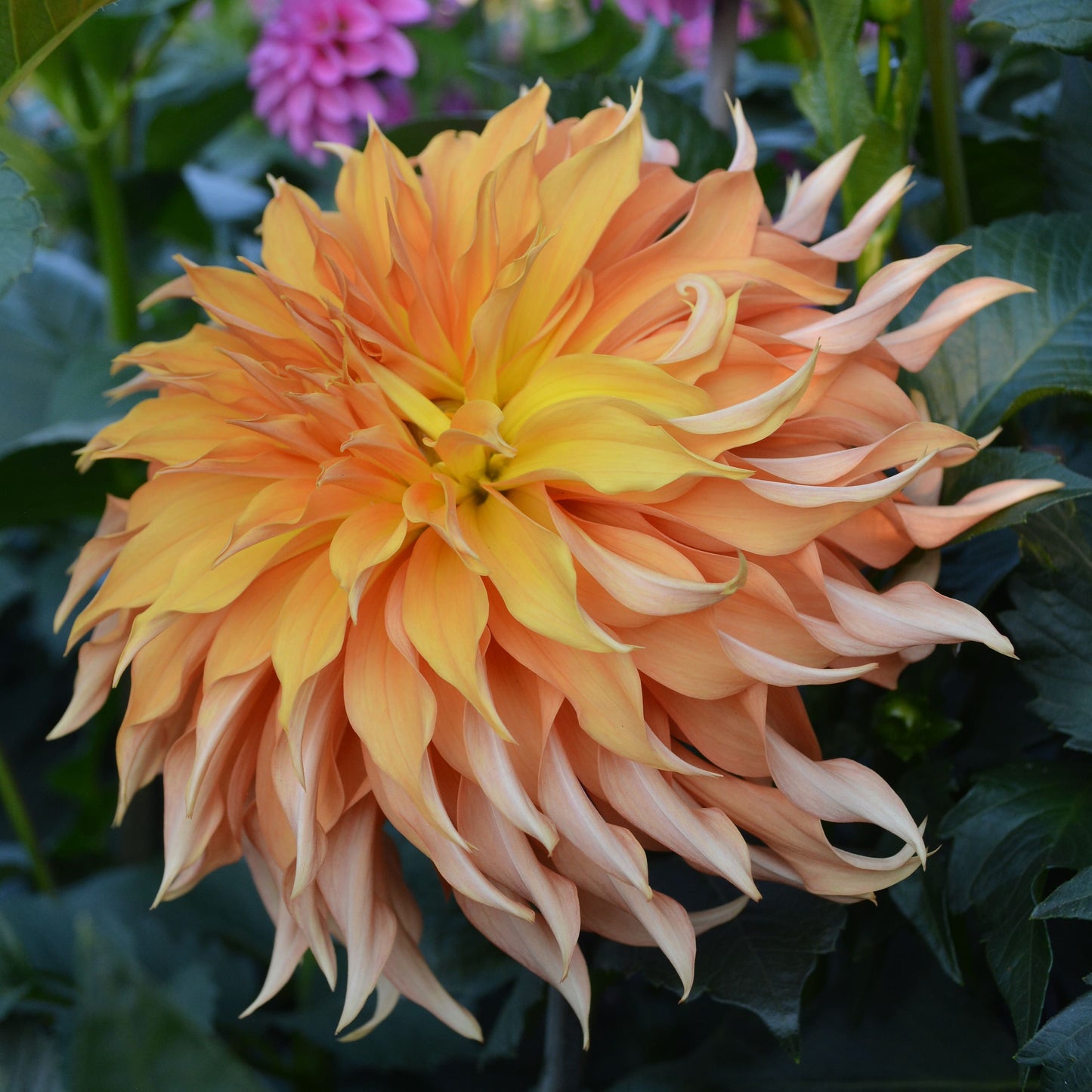 Dahlia Bloomquist Snickerdoodle