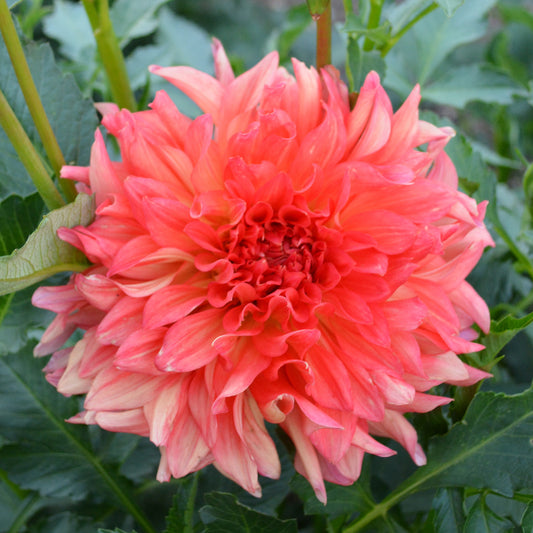 Dahlia Baron Katie