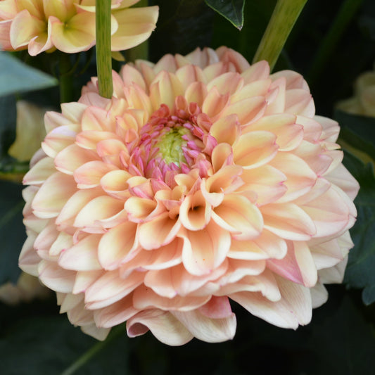 Dahlia Bell's Palermo