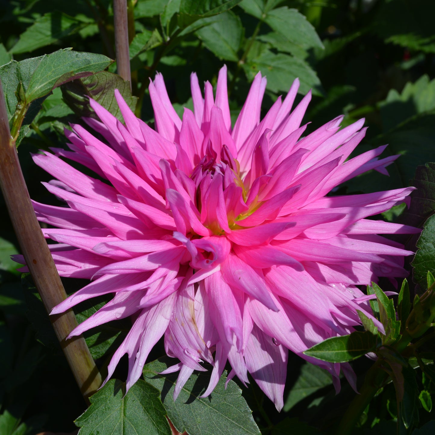 Dahlia Bloomquist Laura