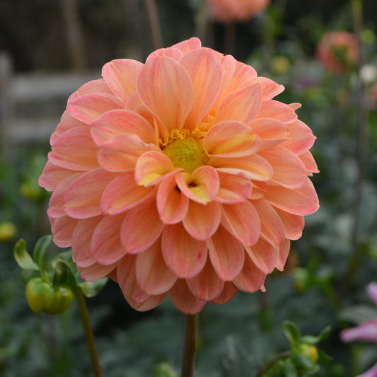 Dahlia Bloomquist Lighthearted