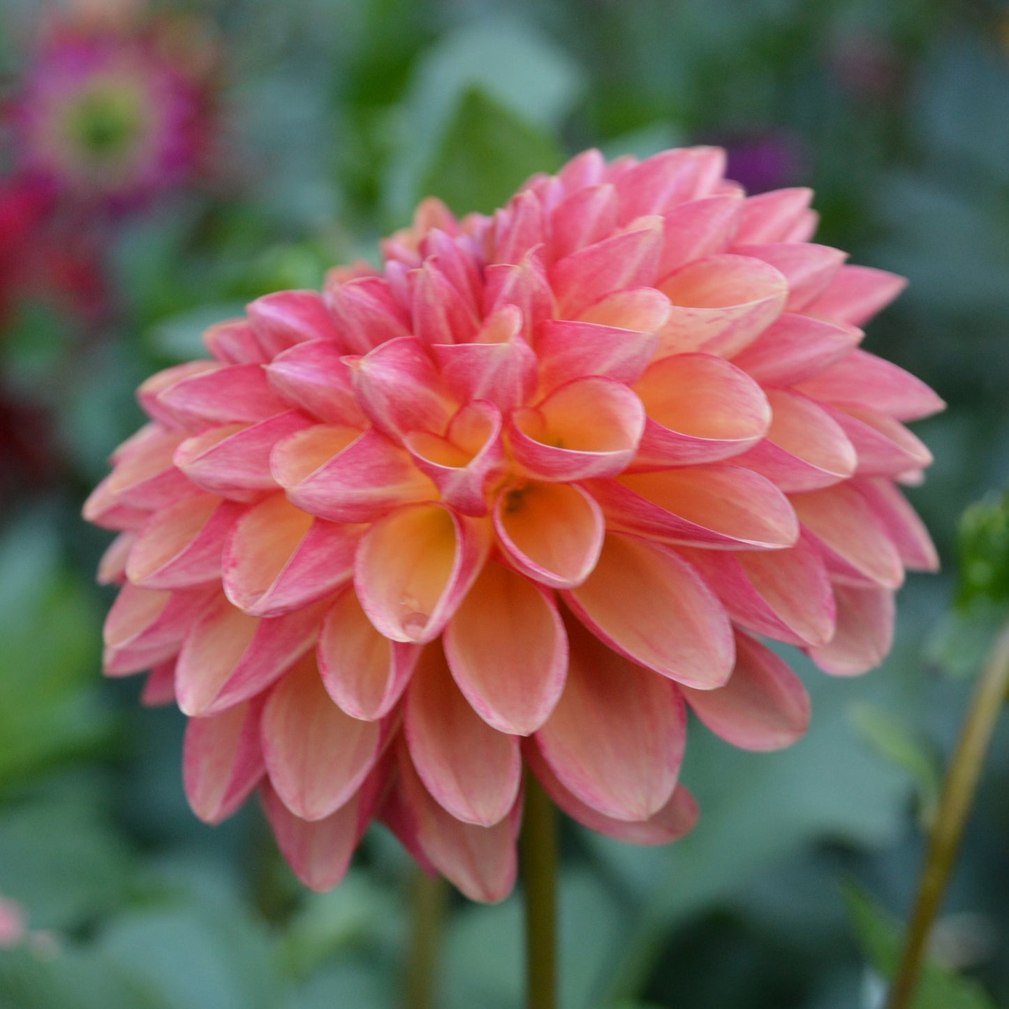 Dahlia Bounty