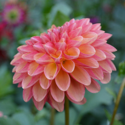 Dahlia Bounty