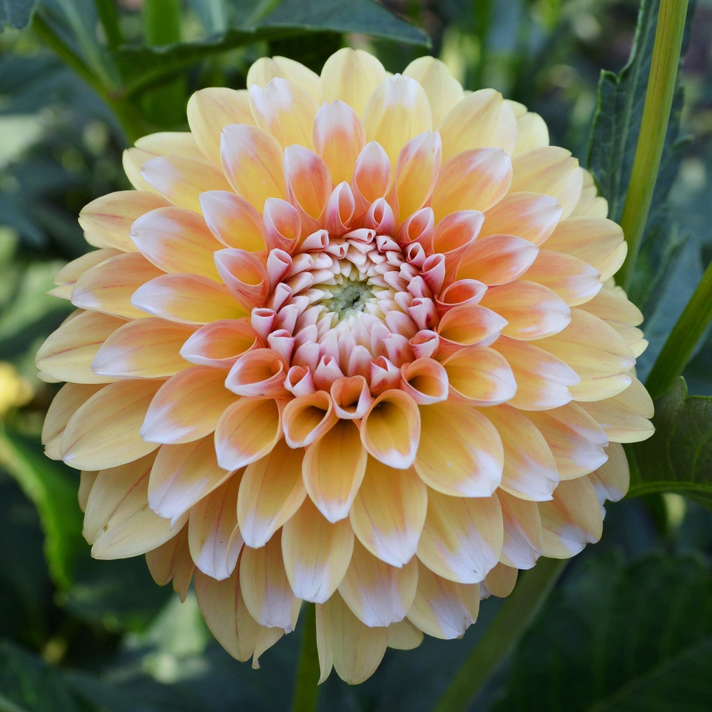 Dahlia Brandon James