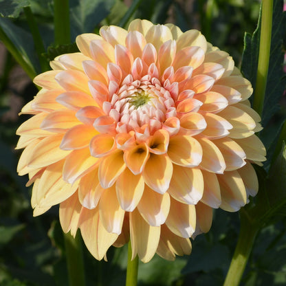 Dahlia Brandon James