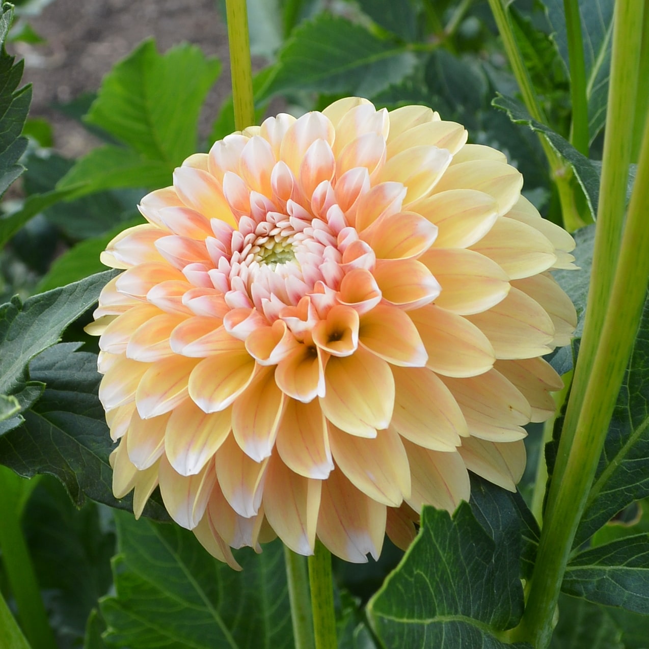 Dahlia Brandon James