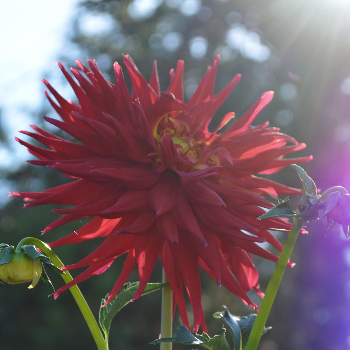 Dahlia Clearview Claret