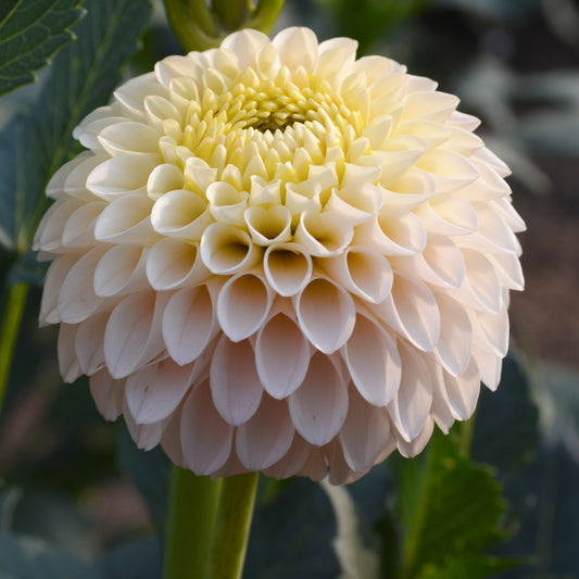 Dahlia Camano Zoe