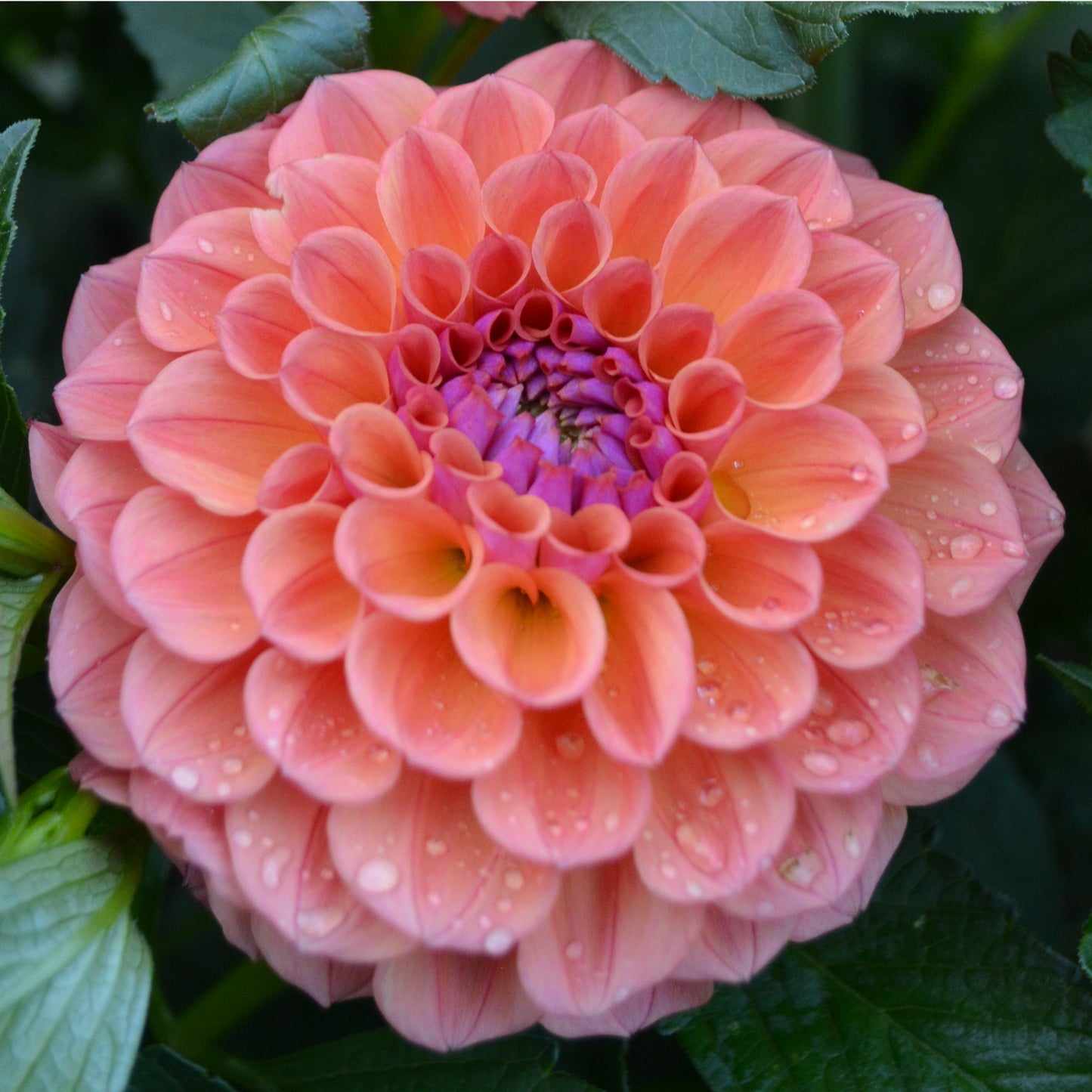 Dahlia Chewy