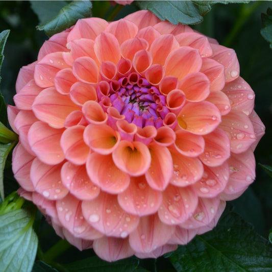 Dahlia Chewy