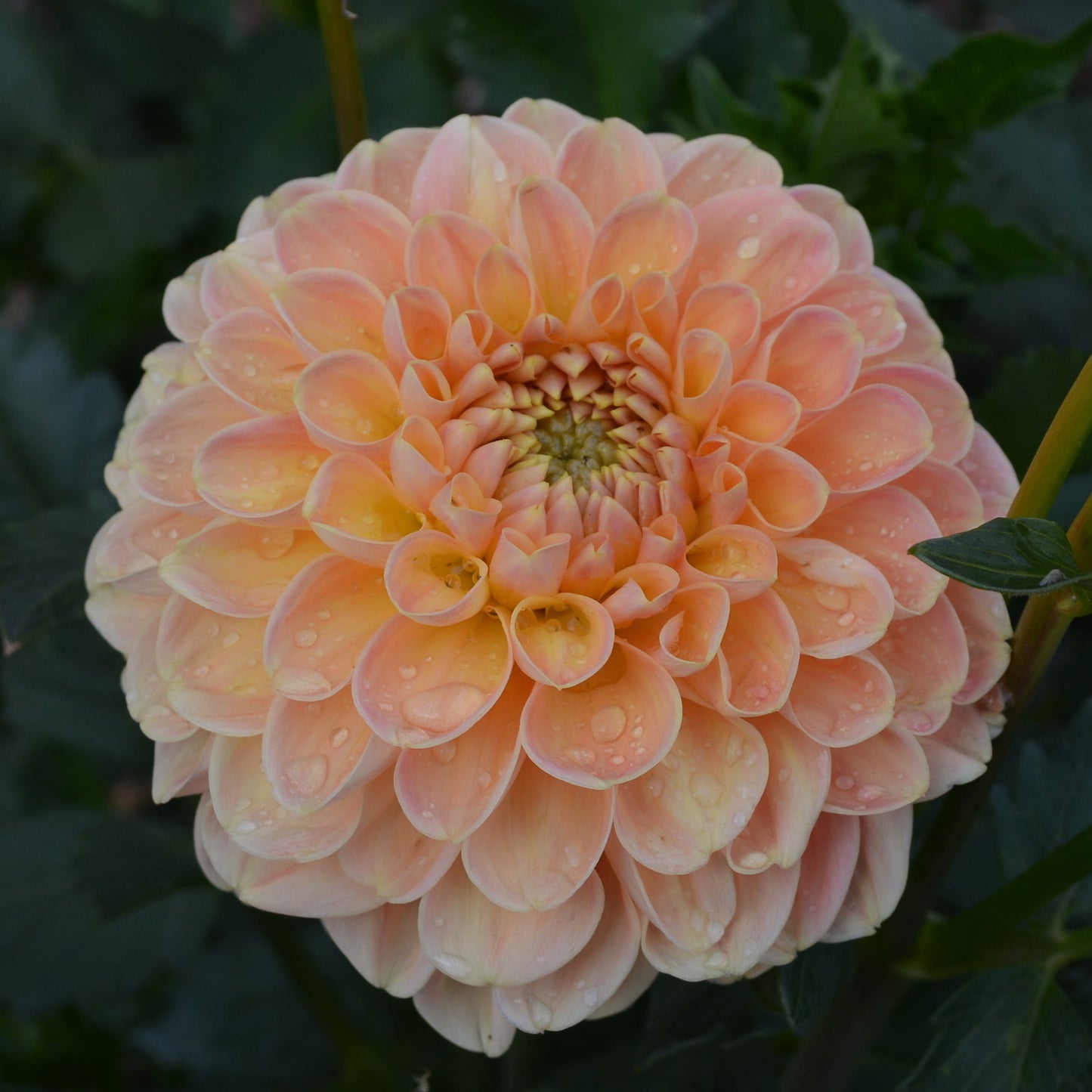 Dahlia Crichton Honey