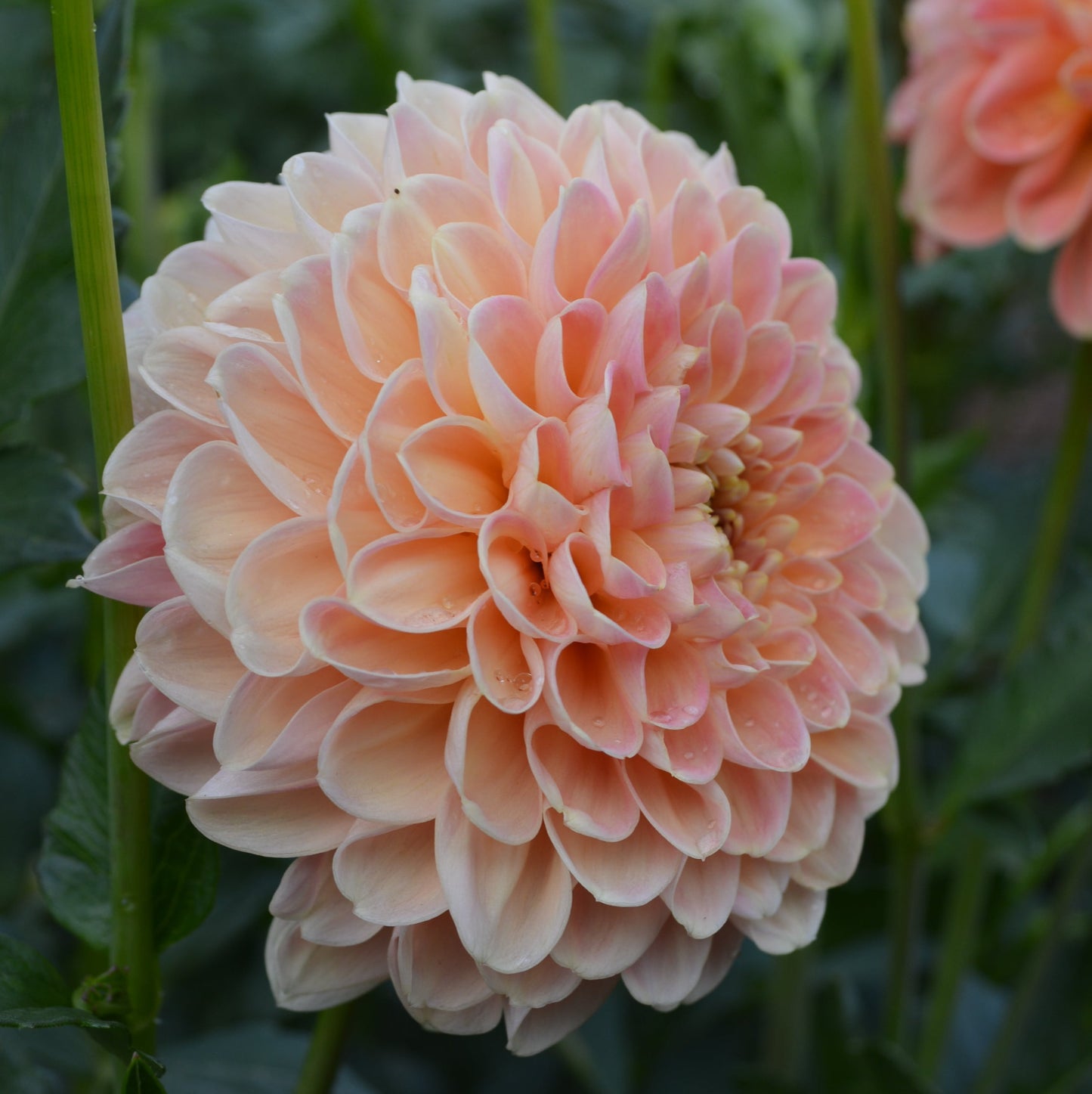 Dahlia Crichton Honey