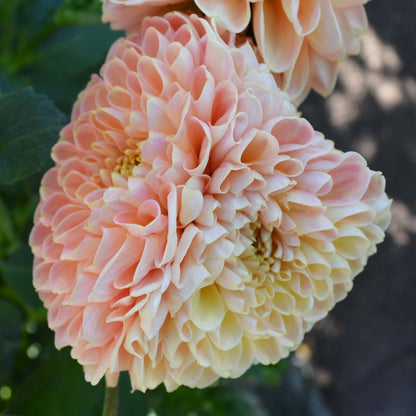 Dahlia Crichton Honey