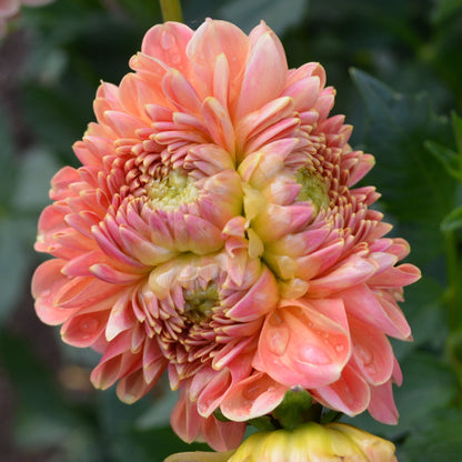Dahlia Crichton Honey
