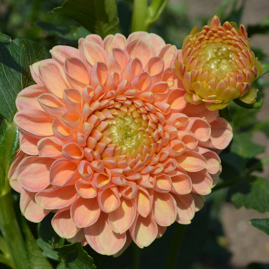 Dahlia Crichton Honey