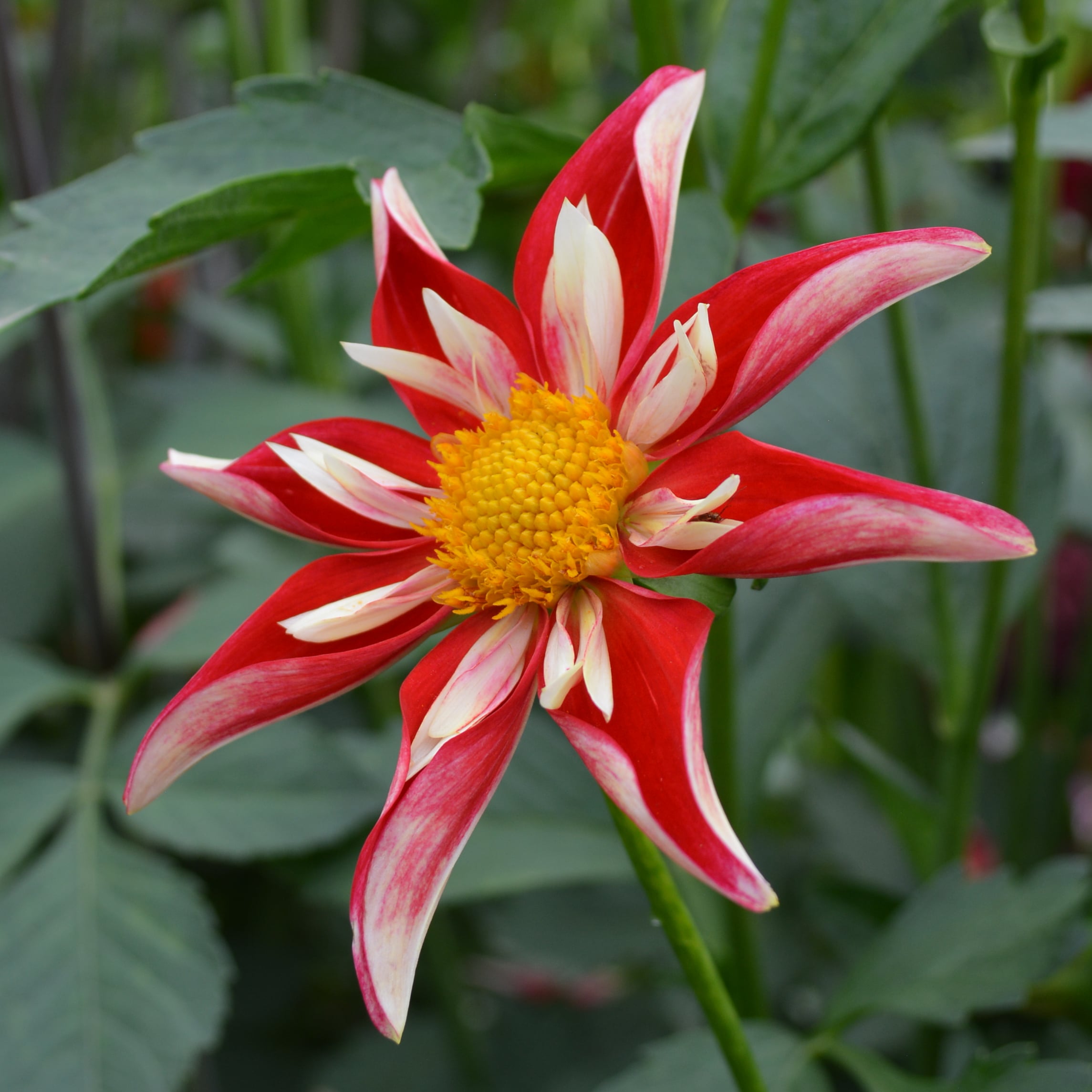 スノーボード DAHLIA 250 Dahlia Christmas Star – Hoodoo Flower Farm