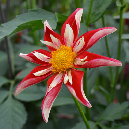 Dahlia Christmas Star