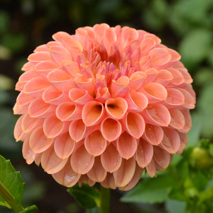 Dahlia Clearview Butterscotch