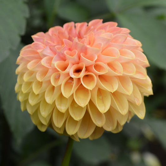 Dahlia Clearview Butterscotch