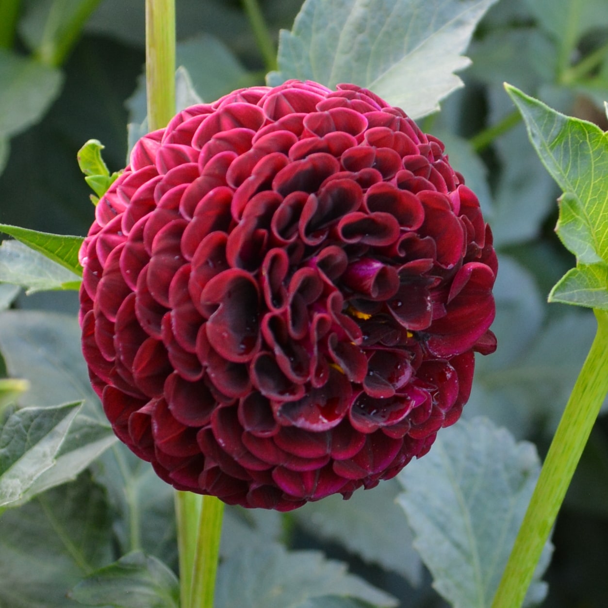 Dahlia Crossfield Ebony