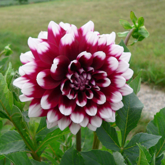 Dahlia Duet