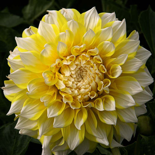 Products – Hoodoo Flower Farm