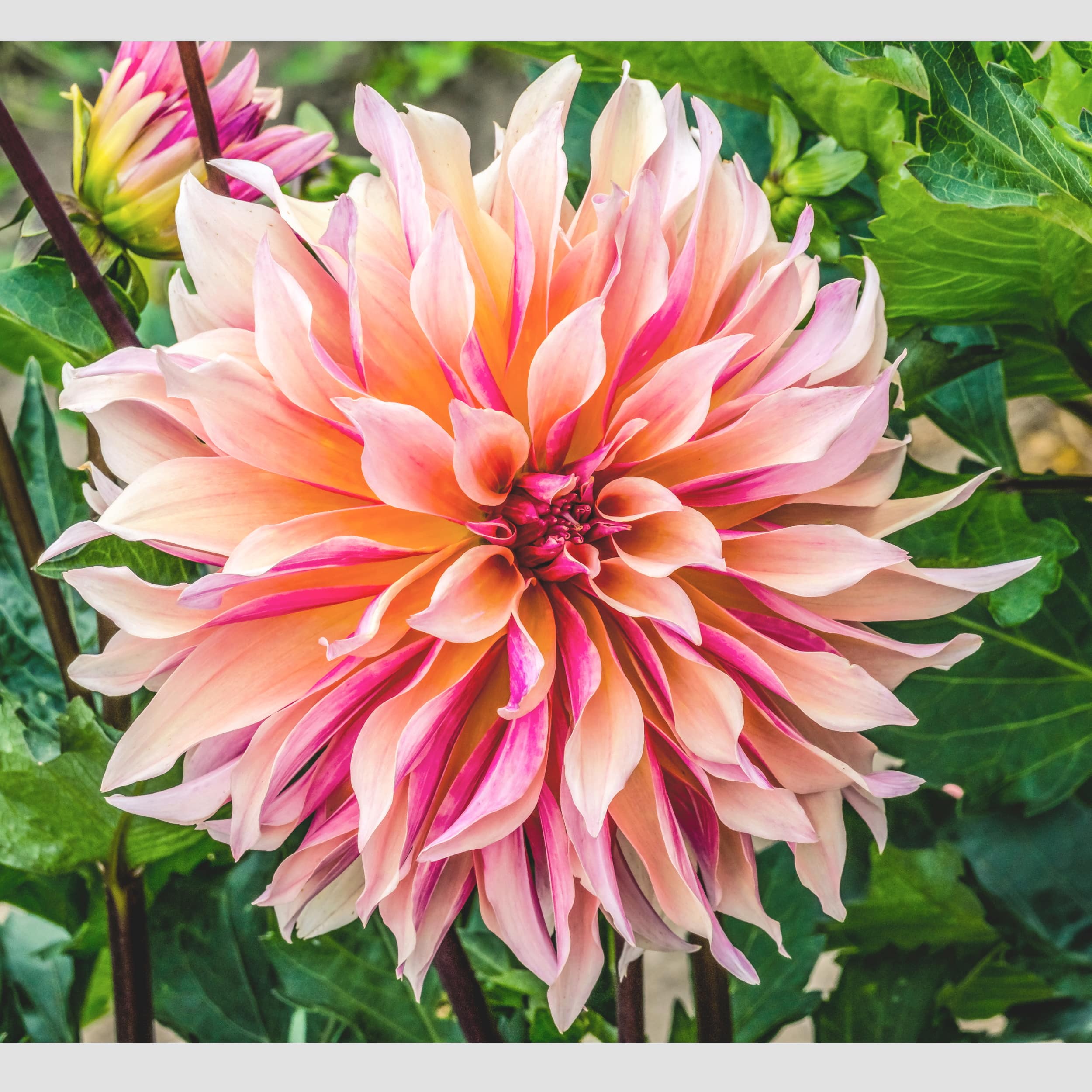 Dahlia Labyrinth – Hoodoo Flower Farm