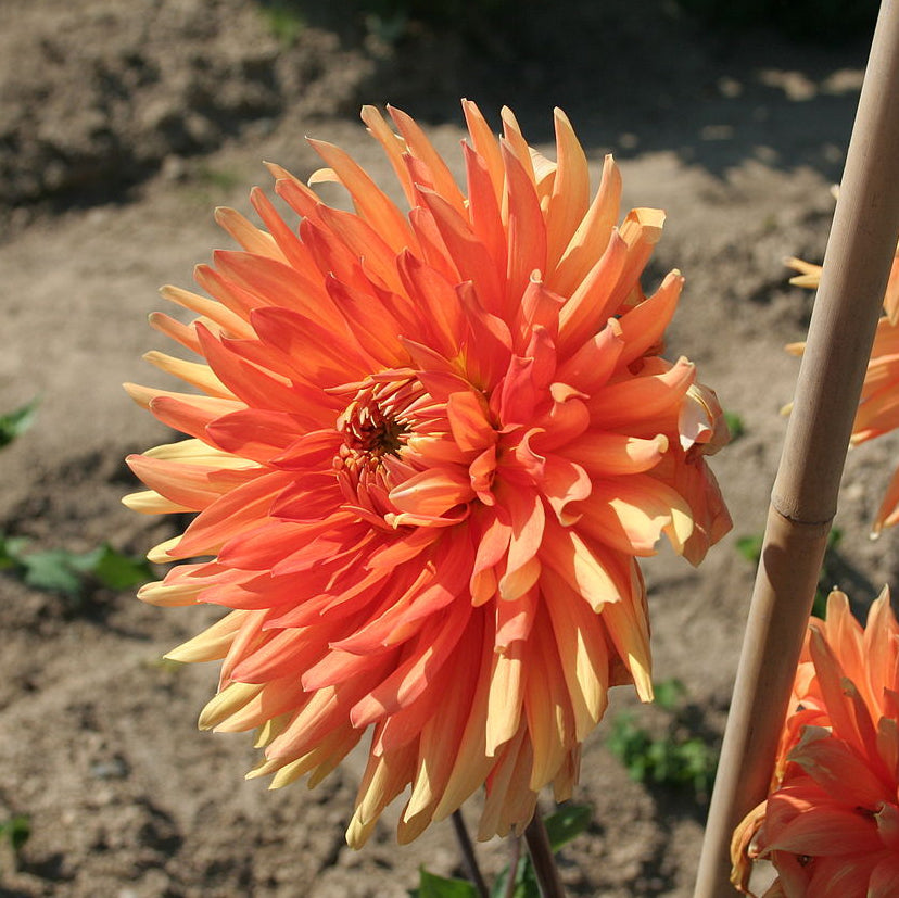 Dahlia Motto – Hoodoo Flower Farm