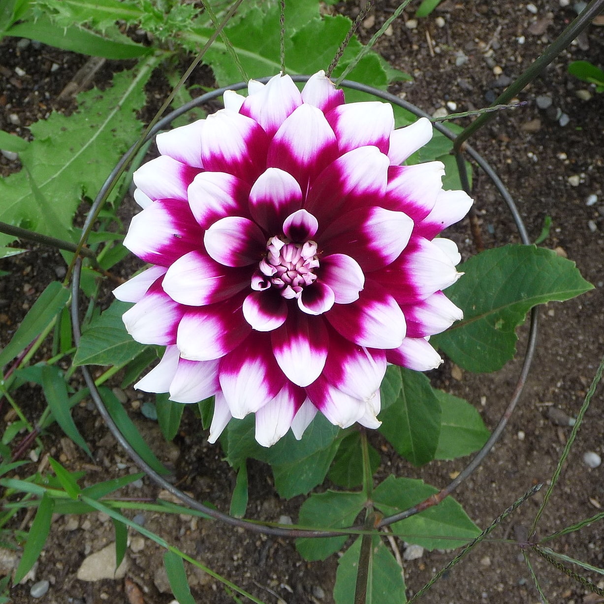 Dahlia Mystery Day